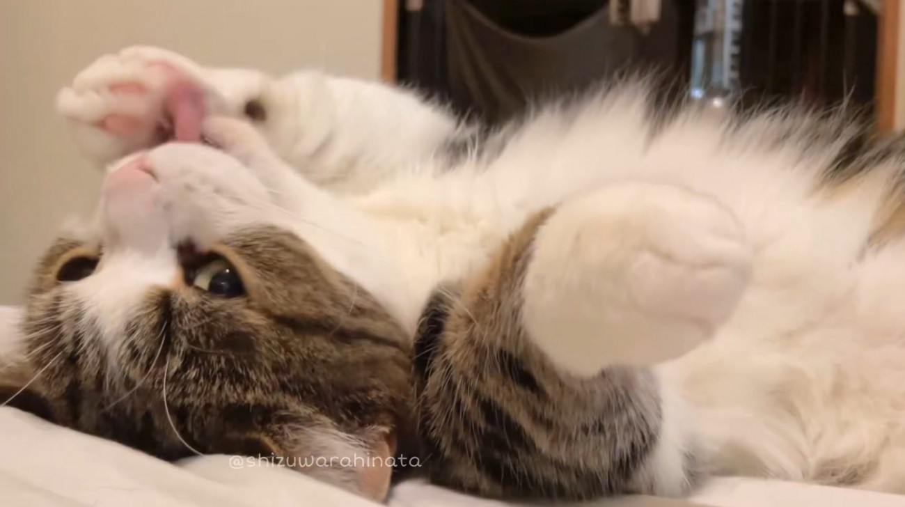 仰向けになって前足を舐める猫