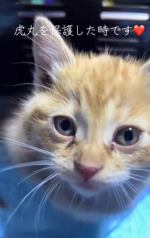 座っている子猫