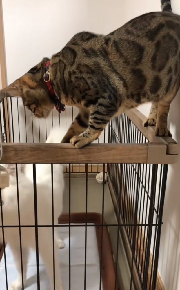 前足でちょんちょん