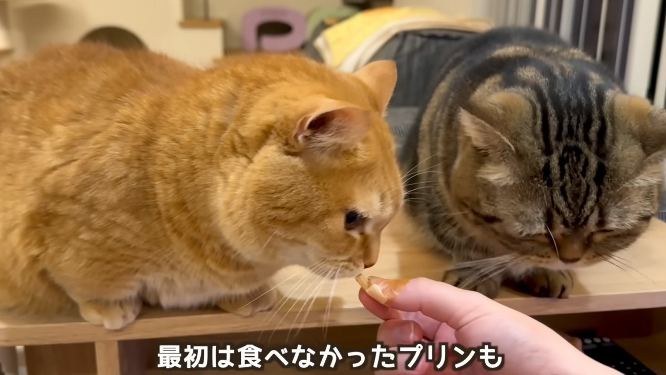 慎重な猫