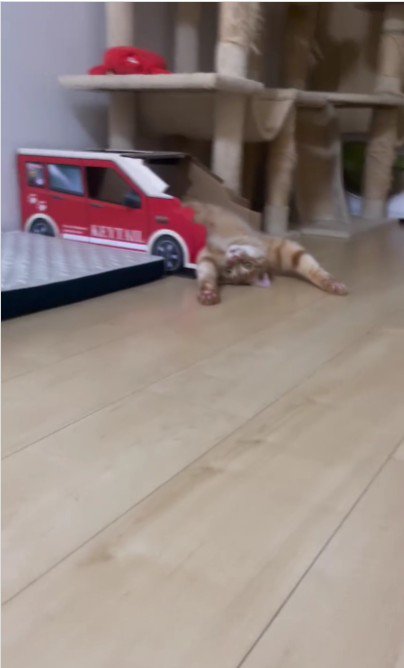 仰向けで寝ている猫