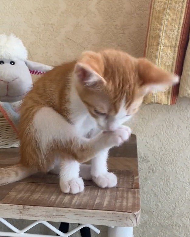 毛づくろいをする猫