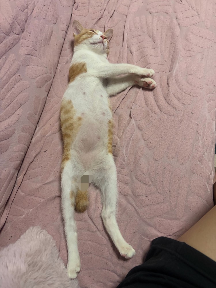 仰向けで寝ている猫