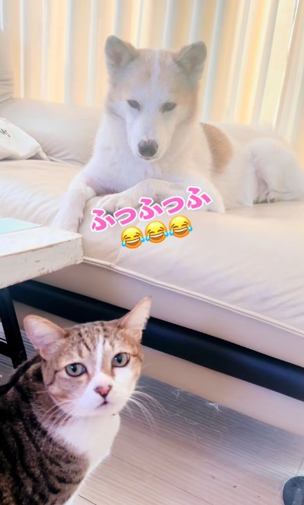 ソファで伏せをしている犬の近くにいる猫