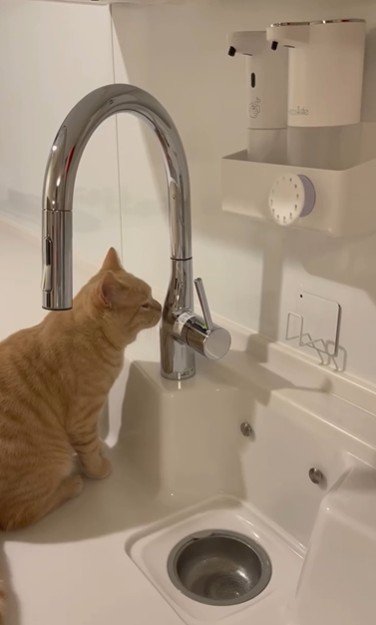 流しに座っている猫