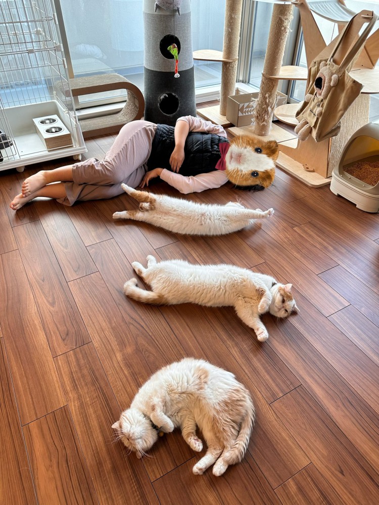 猫の親子とヒト