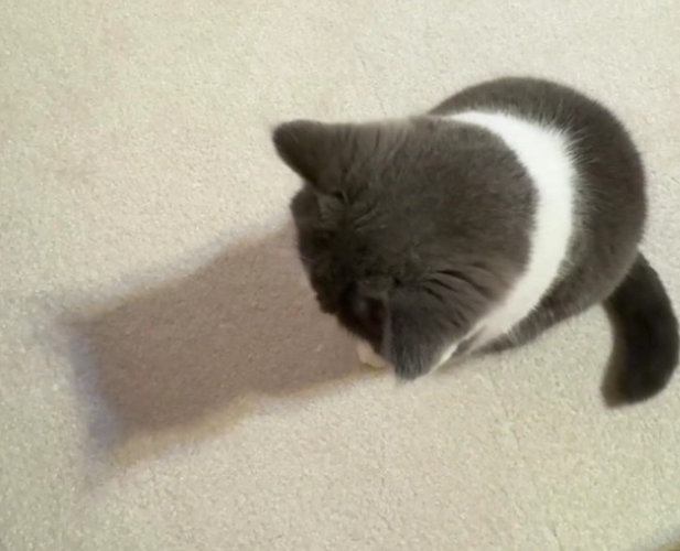 座って床を見ている猫