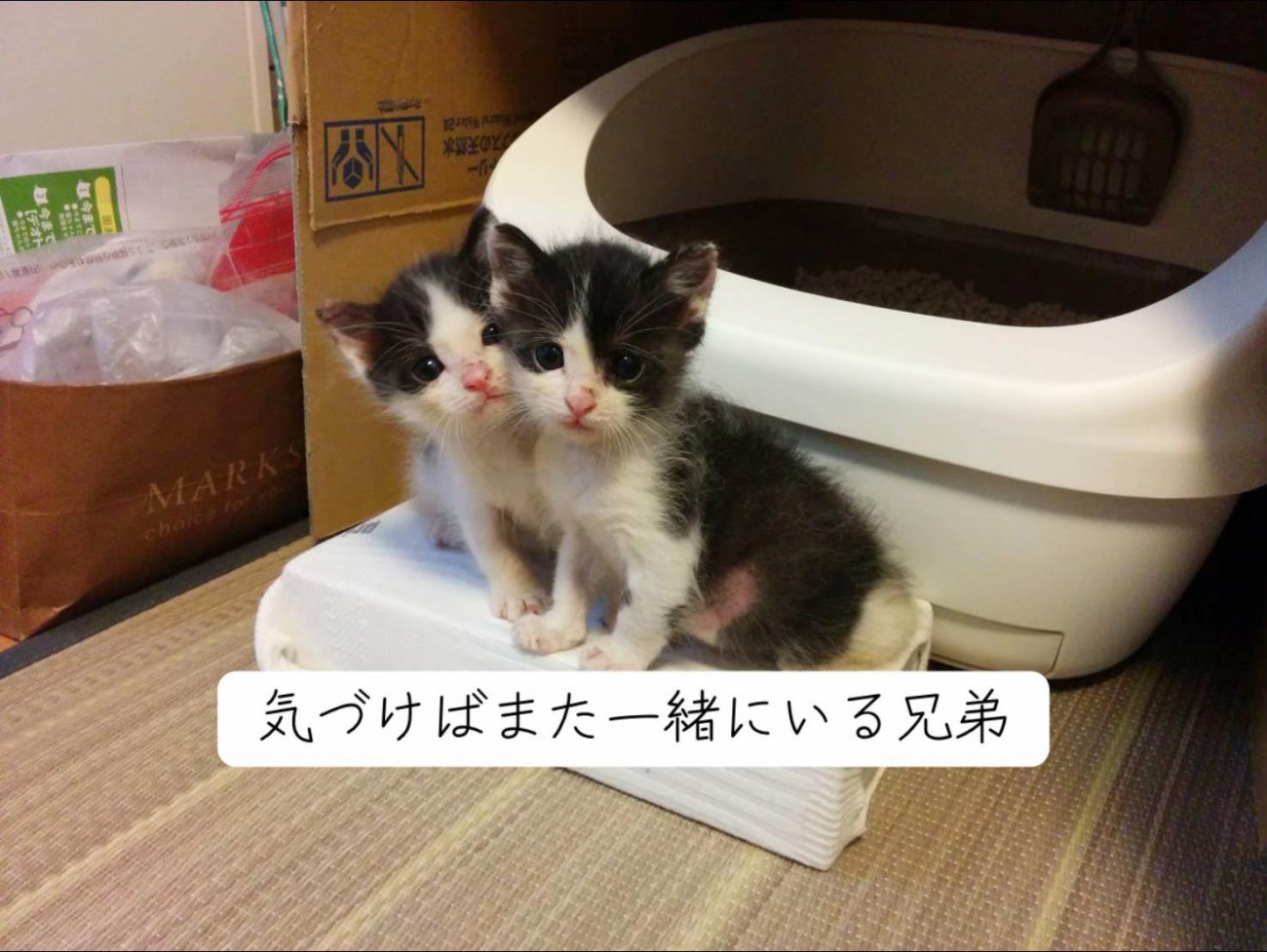並んで座る2匹の子猫