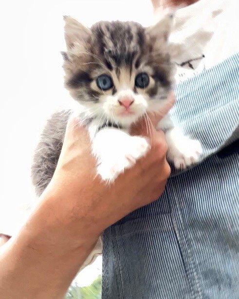 手に抱えられる猫