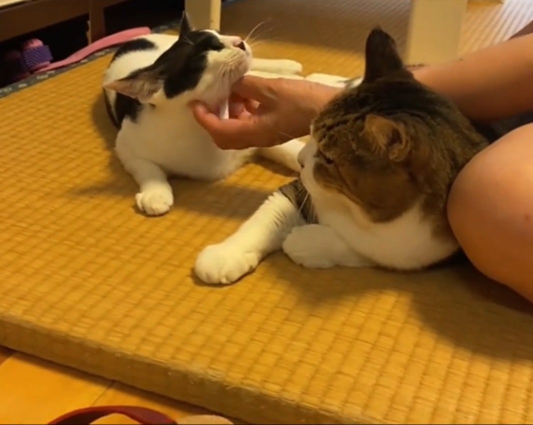 あごを撫でられる猫