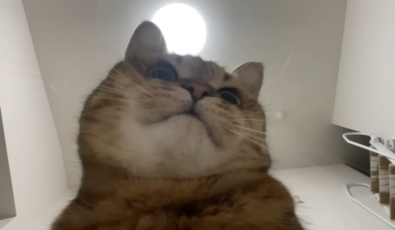 むちむちな顎を持つ猫