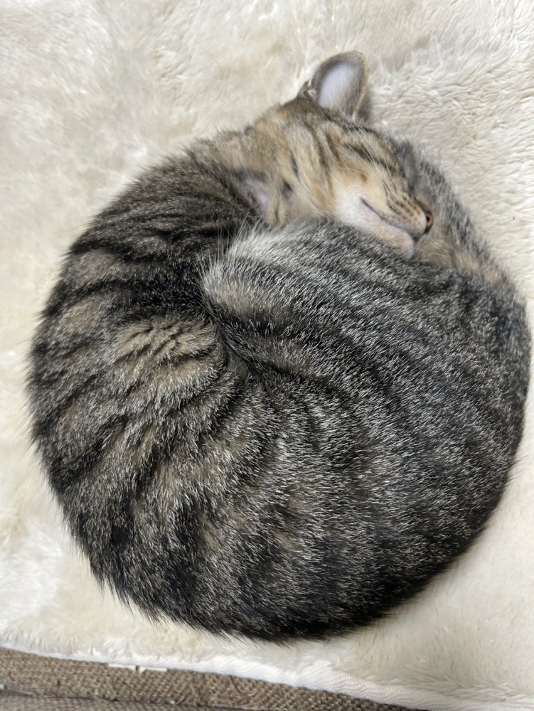 手足をお腹にしまって丸まる猫
