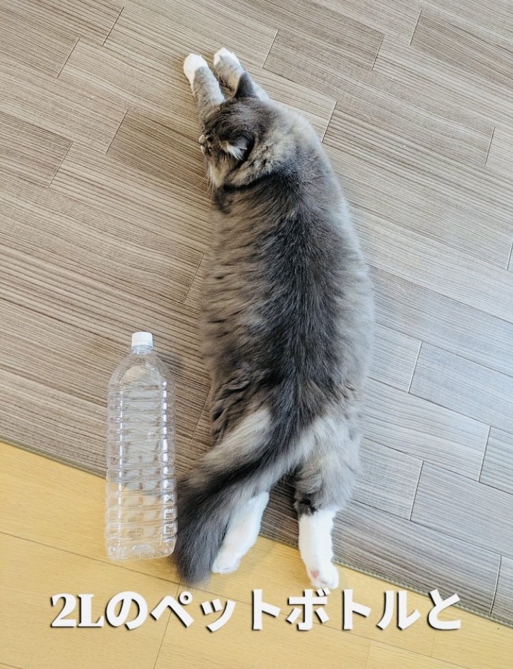 ペットボトルの隣に寝そべるサイベリアン