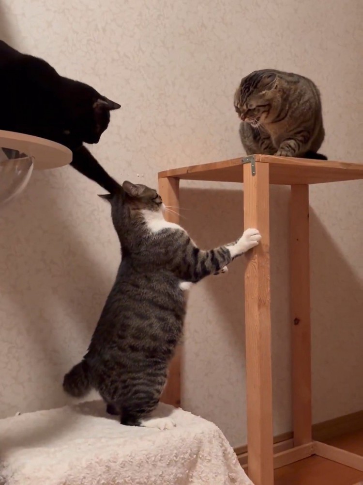 前足で猫をタッチする黒猫