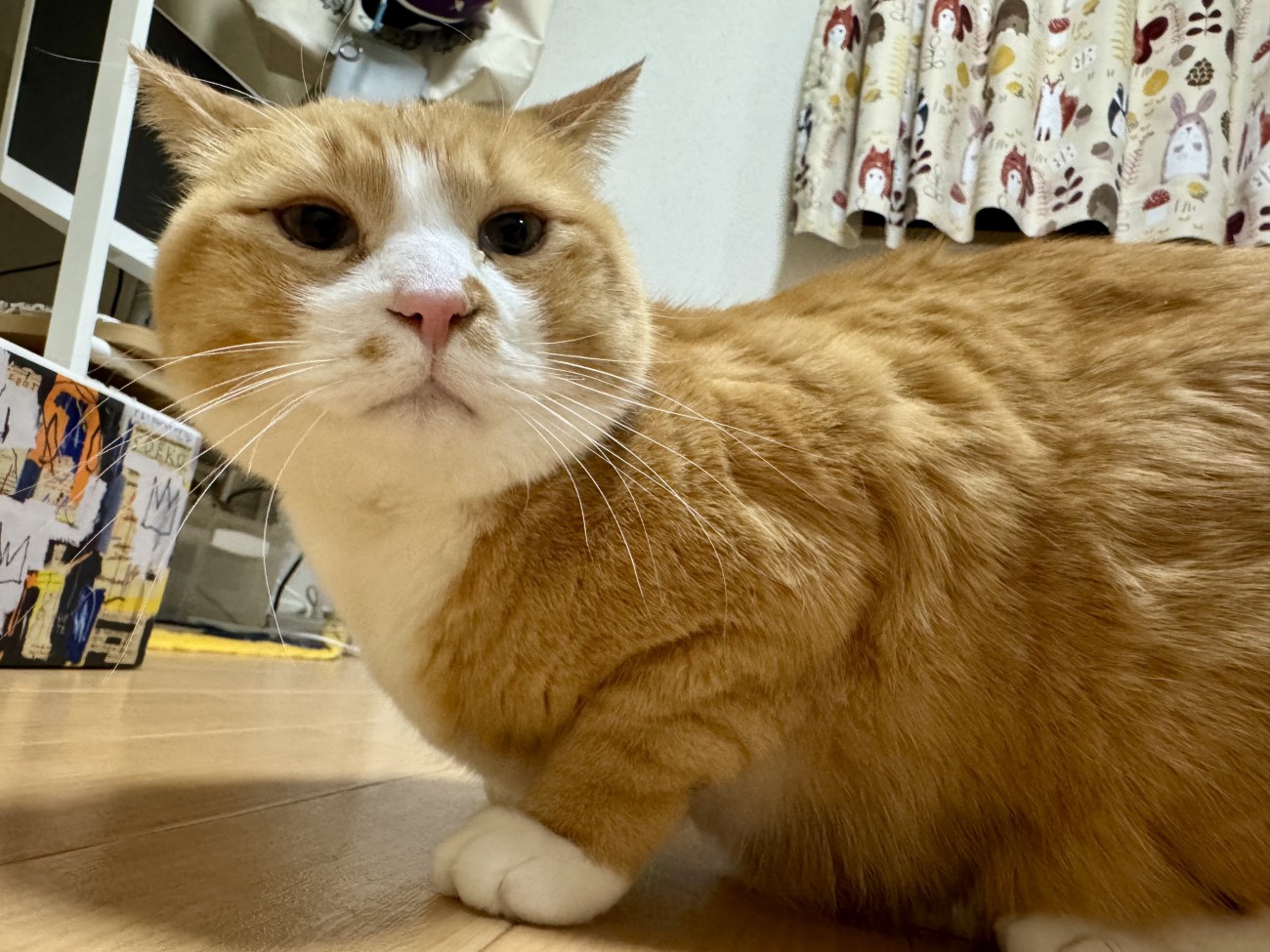 飼い主さんを見る猫