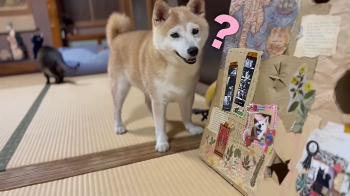 不思議そうなももちゃん