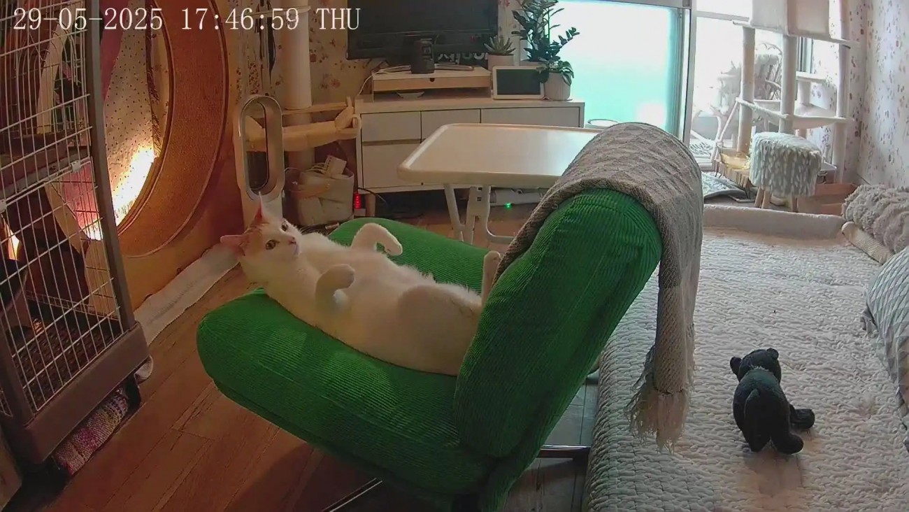 イスの上で仰向けになる猫