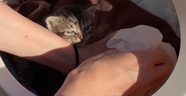 体を拭かれる2匹の子猫