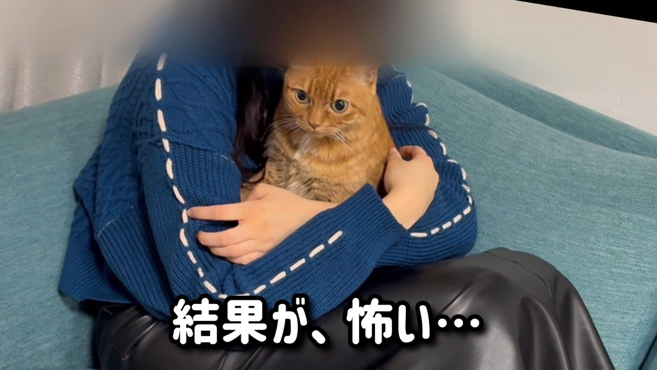 猫を抱く女の子