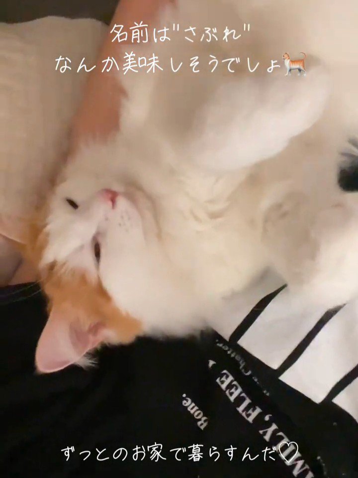 目を細める猫