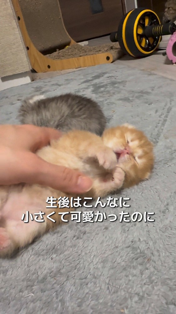 生後間もなくの猫さん