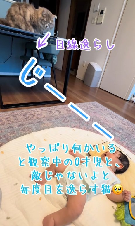 赤ちゃんから見られて目線をはずす猫