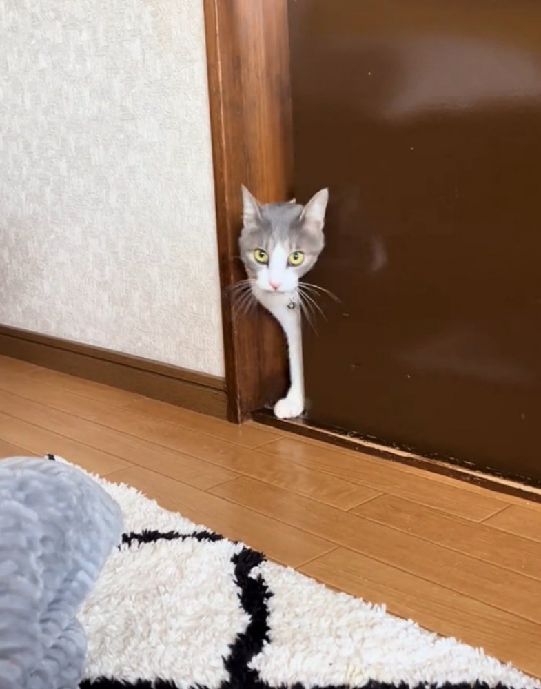 ドアを開ける猫
