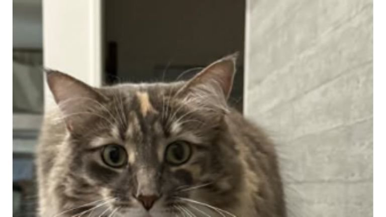 テレビの上の猫