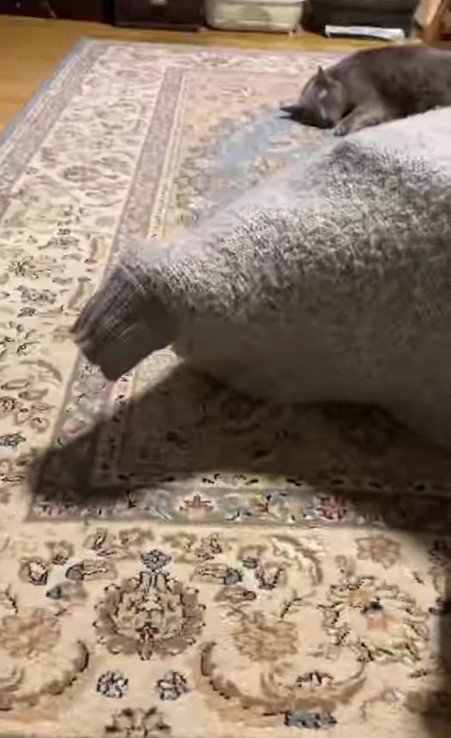 セーターに入った猫