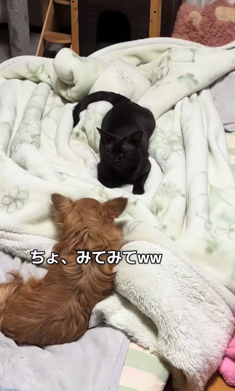 布団の上で向かい合って伏せている犬と猫（ややアップ）
