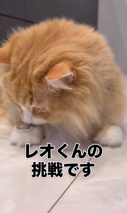 手にコインをのせた猫