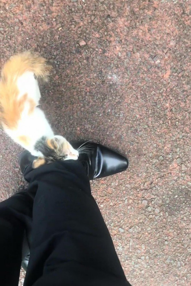 人の足にスリスリする猫