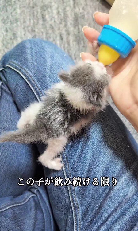 ミルクを飲む子猫