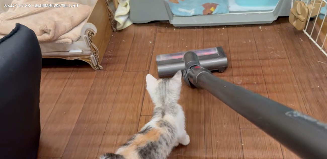 掃除機を見ている子猫