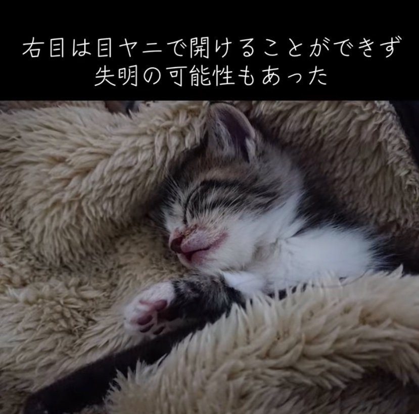 横になり眠る子猫