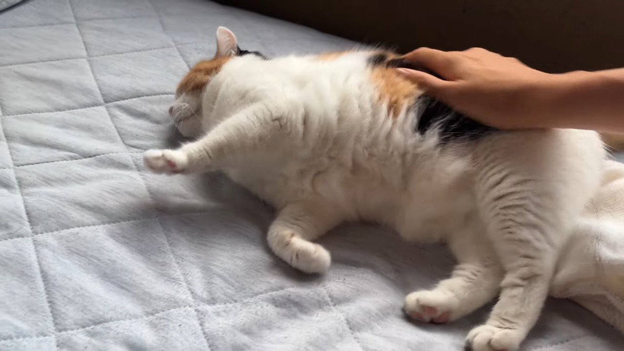 お腹をなでなで