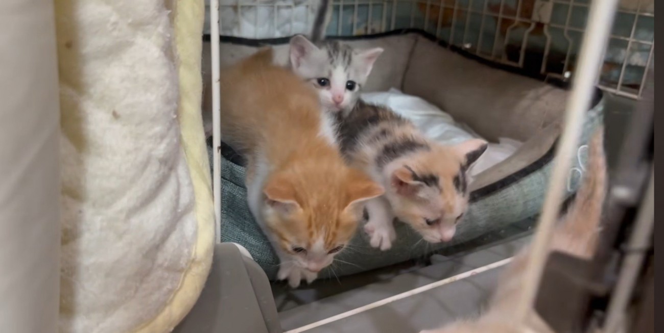 3匹の猫