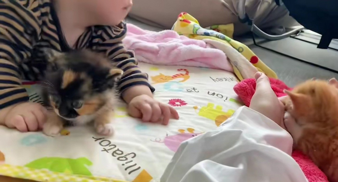寝ている赤ちゃんと子猫