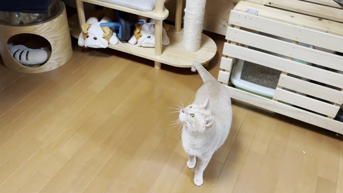 茶トラ猫ちゃん