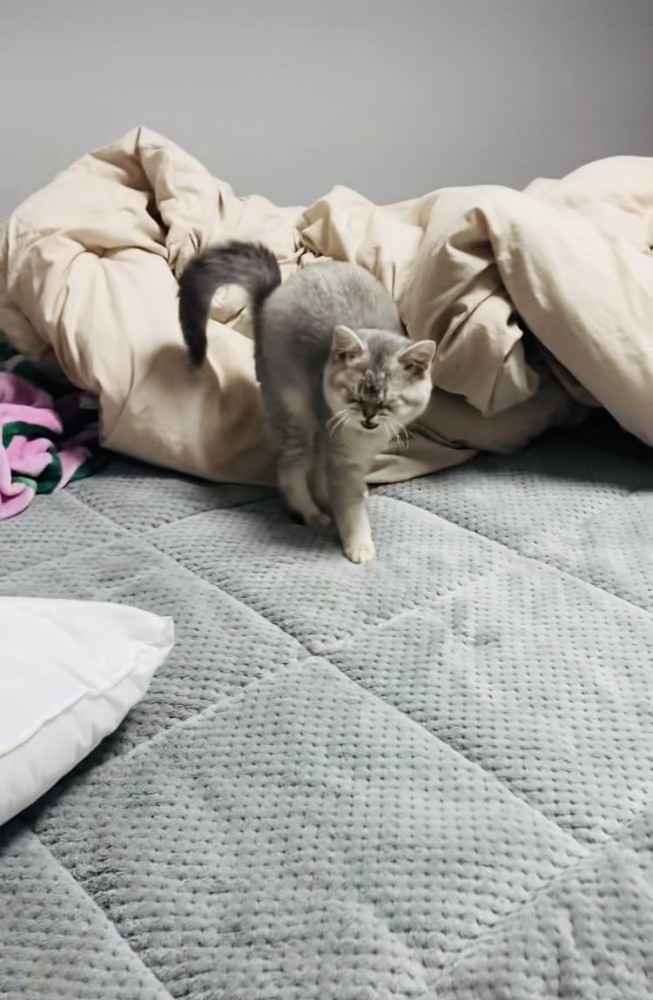 ベッドの上で鳴く子猫