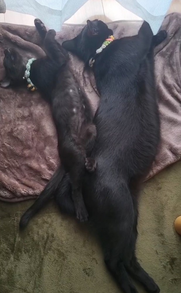 横に並んで眠る猫