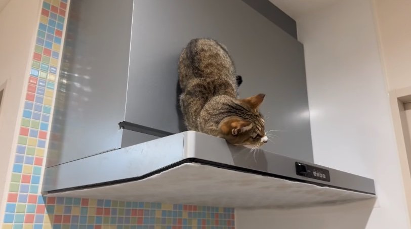 顔を擦り付ける猫