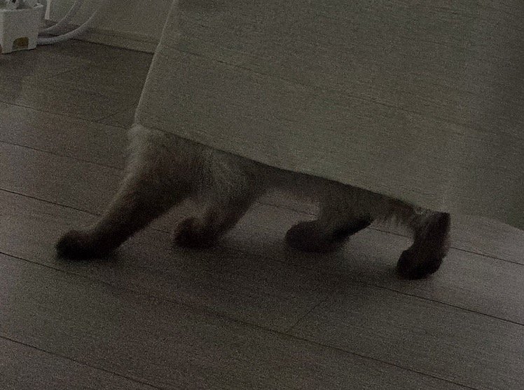 カーテンの下から見えている猫の足