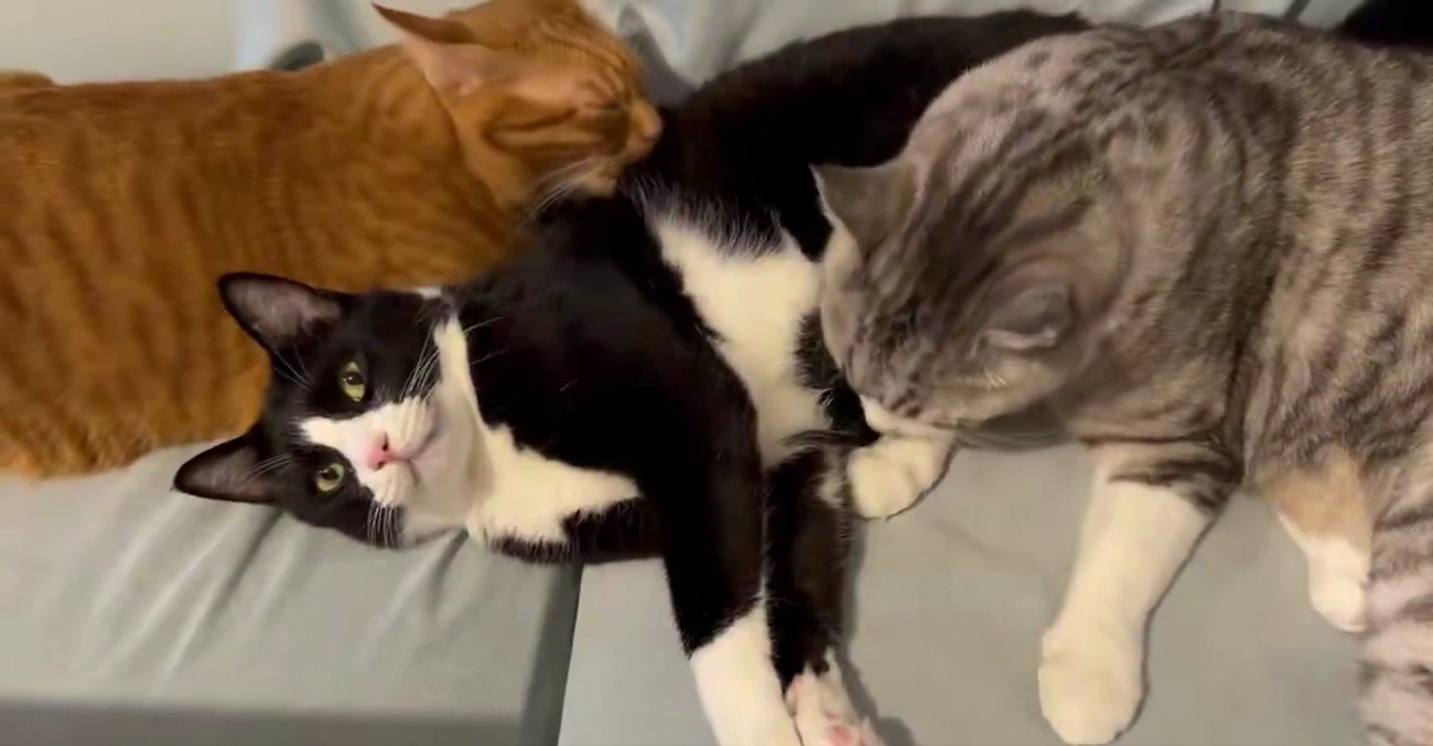 2匹の猫に毛づくろいされる猫