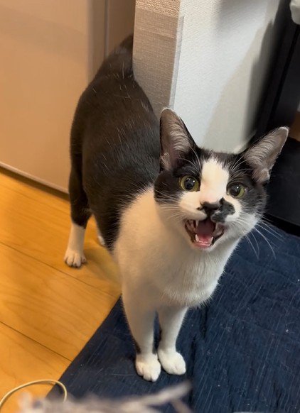 カメラ目線で鳴く猫