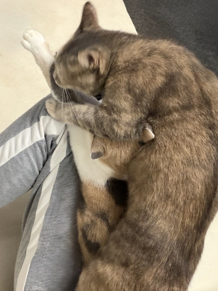 飼い主の膝の上を取り合う2匹の三毛猫