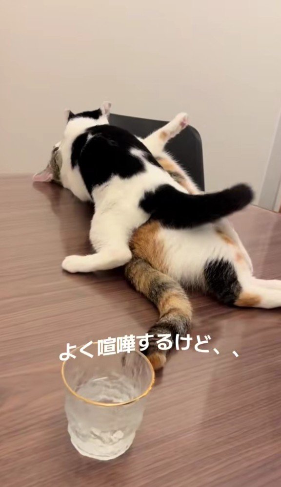 あずきちゃんとえのきちゃん