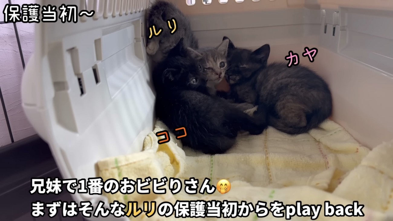 「兄妹で1番のおビビりさん...」のテロップ写真