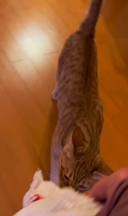 ぬいぐるみを追いかける猫