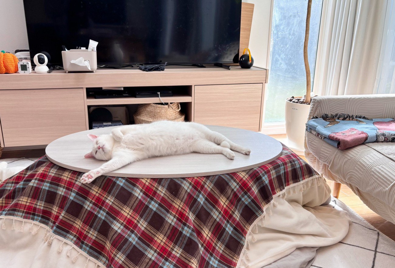 こたつの上で寝る猫